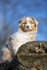 7 weeks old Australian Shepherd puppy