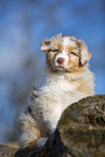 7 weeks old Australian Shepherd puppy