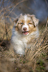 7 weeks old Australian Shepherd puppy