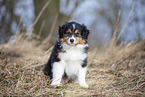 7 weeks old Australian Shepherd puppy