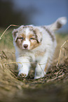 7 weeks old Australian Shepherd puppy