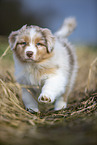 7 weeks old Australian Shepherd puppy