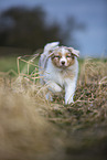 7 weeks old Australian Shepherd puppy