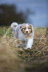 7 weeks old Australian Shepherd puppy