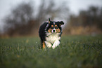 7 weeks old Australian Shepherd puppy