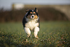 7 weeks old Australian Shepherd puppy