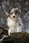 7 weeks old Australian Shepherd puppy