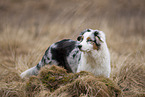 standing Australian Shepherd