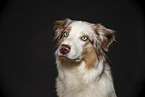 Australian Shepherd Portrait