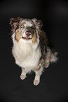 sitting Australian Shepherd