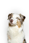 Australian Shepherd Portrait