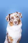 Australian Shepherd Portrait