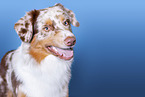 Australian Shepherd Portrait