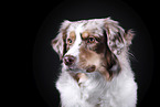 Australian Shepherd Portrait