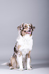 sitting Australian Shepherd