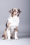 sitting Australian Shepherd