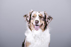 Australian Shepherd Portrait