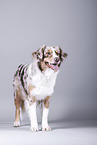 standing Australian Shepherd