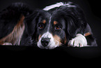 lying Australian Shepherd