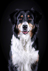 Australian Shepherd Portrait