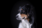 Australian Shepherd Portrait