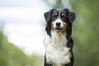 Australian Shepherd Portrait