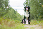 sitting Australian Shepherd