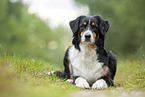 lying Australian Shepherd