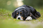 lying Australian Shepherd