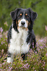 standing Australian Shepherd