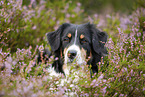 Australian Shepherd Portrait