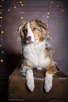 lying Australian Shepherd