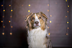 Australian Shepherd Portrait