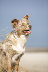 Australian Shepherd