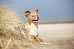 lying Australian Shepherd