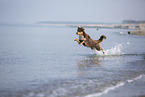 Australian Shepherd running on the beach