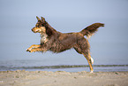 Australian Shepherd running on the beach