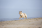 Australian Shepherd running on the beach