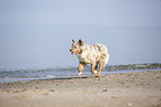 Australian Shepherd running on the beach