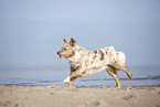 Australian Shepherd running on the beach