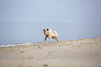 Australian Shepherd running on the beach