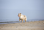 Australian Shepherd running on the beach