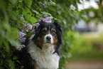 Australian Shepherd Portrait