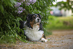 lying Australian Shepherd