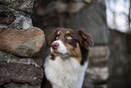 Australian Shepherd Portait