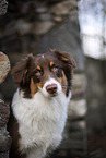 Australian Shepherd Portait