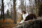 lying Australian Shepherd