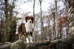 standing Australian Shepherd