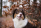 Australian Shepherd Portait