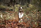 Australian Shepherd running through foliage